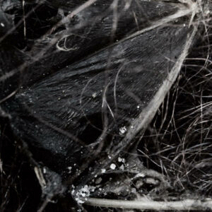 Demonologists - Dissociative Themes