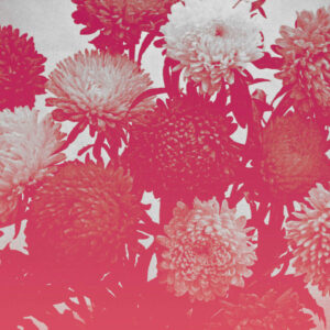 Amelia Courthouse - Broken Things LP