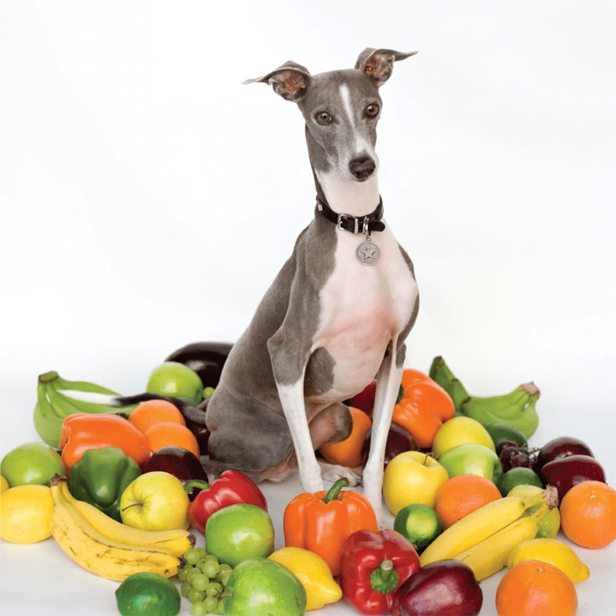 Shellac - Excellent Italian Greyhound